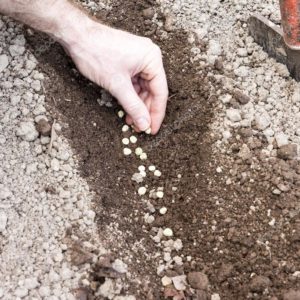 depositphotos_106099238-stock-photo-man-that-hoe-the-ground